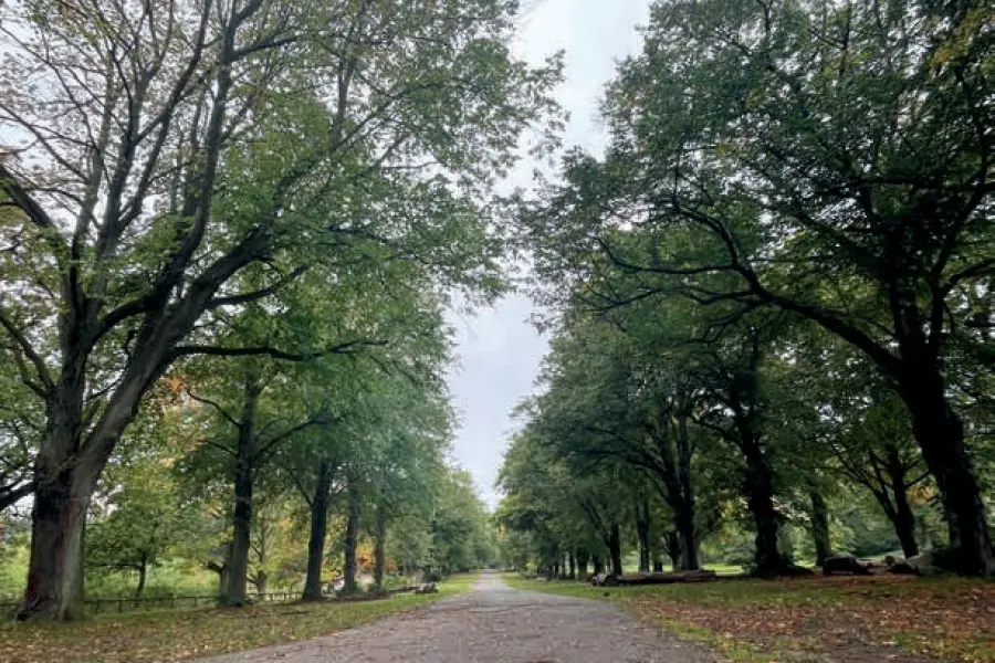 The avenue of trees along Anglesey Drive