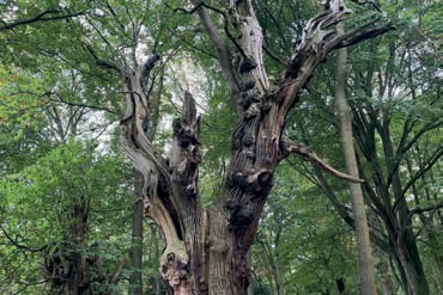 One of the four old Spanish chestnut trees below the Viewpoint