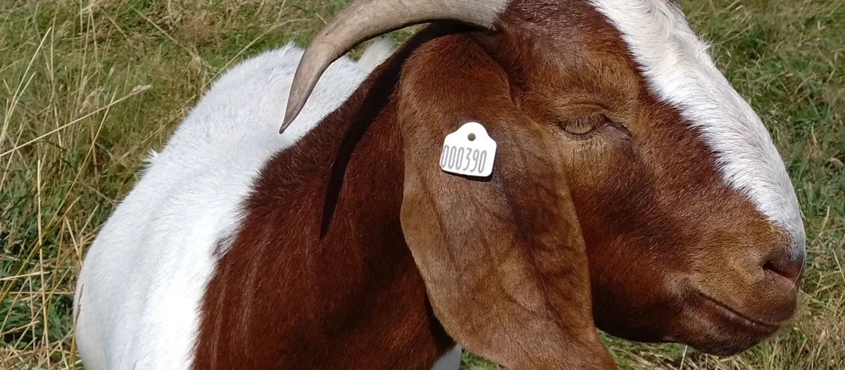 goat.jpg