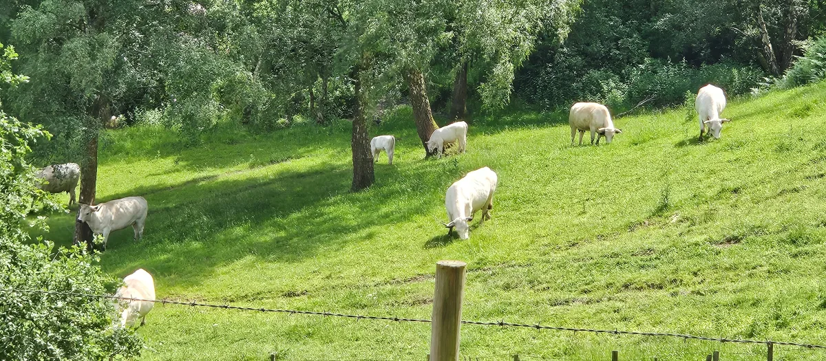 sheep.jpg